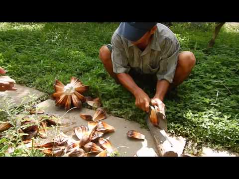 Nypa fruticans , Nipa krzewinkowa