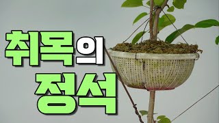 나무하나를 여러개로 번식하는 방법을 알고 계시나요? ㅣ취목하는 방법 ㅣ 취목의 정석
