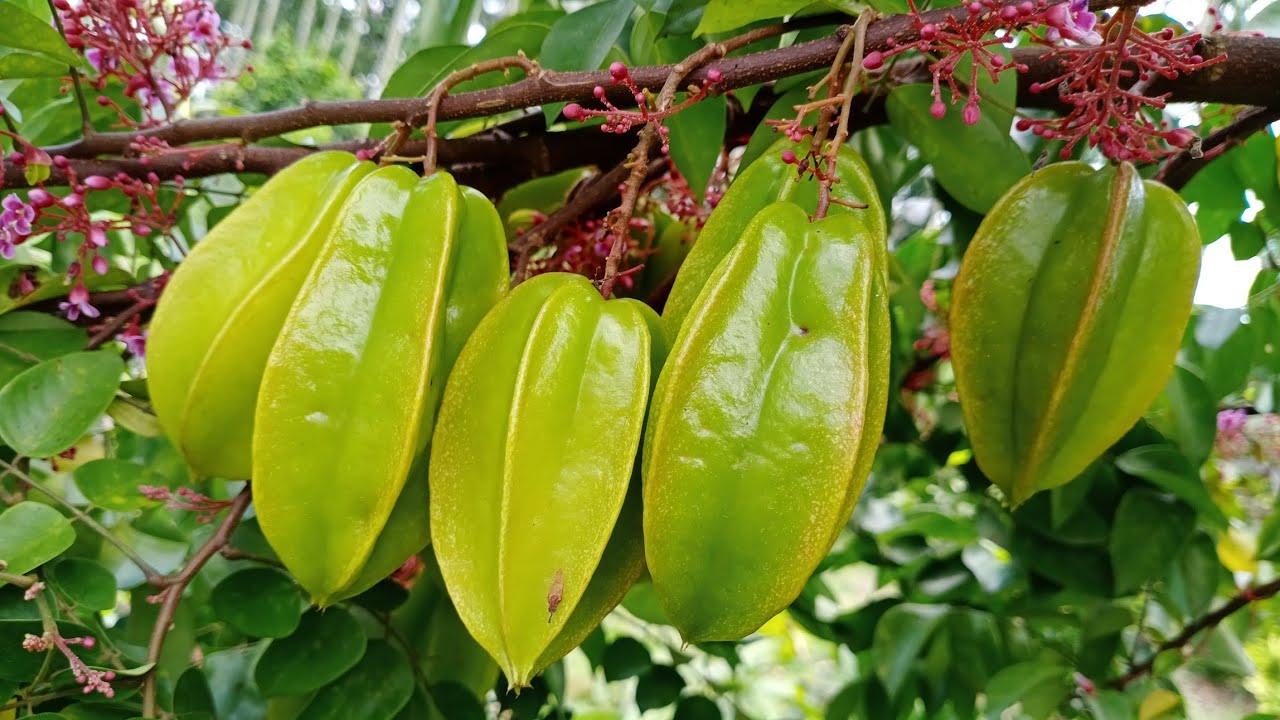 Star Fruit (Carambola) Farming In Successfully || Contact : 9333227579