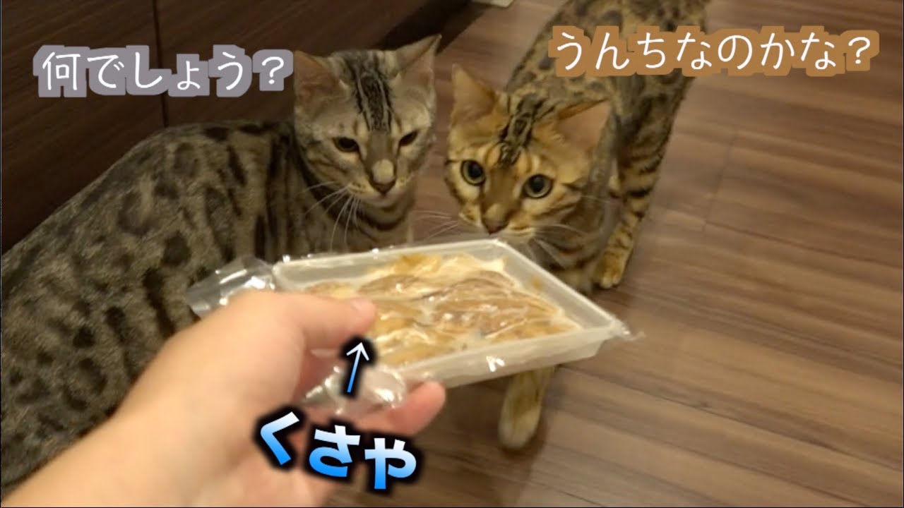 猫たちにくさやを嗅がせたら予想外の反応だった！！！
