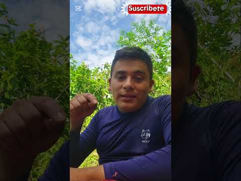 Por que la caída del Precio del cacao #cacao #Landazuri #Santander #Preciodelcacao