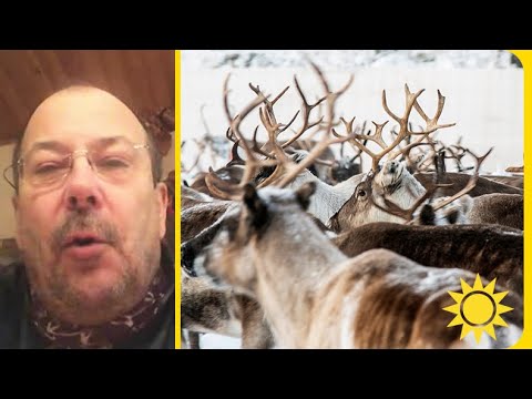Tusentals renar borta | Nyhetsmorgon | TV4 & TV4 Play