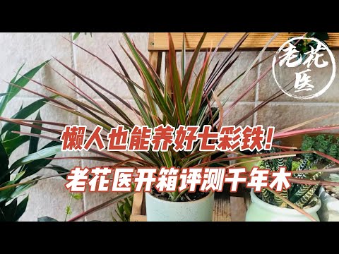 五彩馬尾鐵