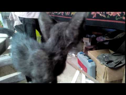 The Black Cat in close up