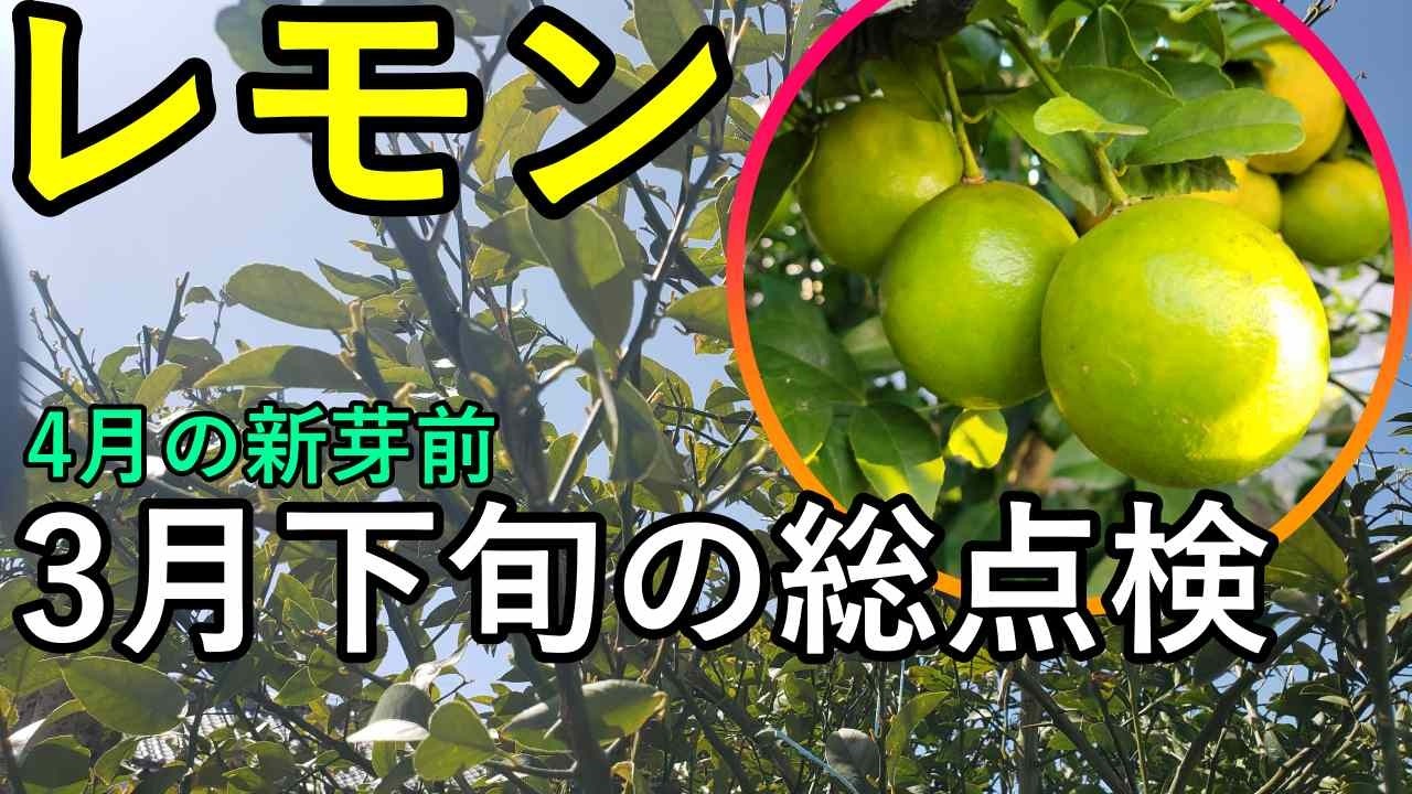 レモン3月下旬の総点検｜新梢（春芽）が出る頃に抑えて置くポイント