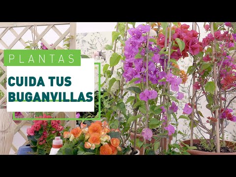 , title : 'Buganvilla: cuidados y consejos para que florezca | Plantas en VERDECORA'