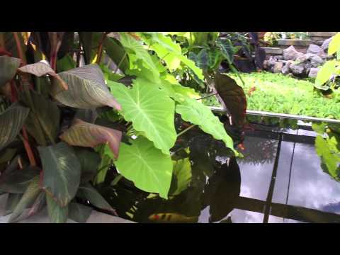 download lagu mp3 mp4 Tropical Plants, download lagu Tropical Plants gratis, unduh video klip Tropical Plants
