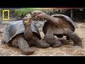 National Geographic Turtle Vs Tortoise BBC Documentary