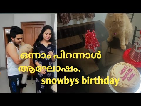 Birthday celebration of my Persian cat Snowby