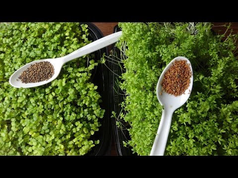 Growing Microgreens - How to Grow Garden Cress and Arugula Microgreens Video