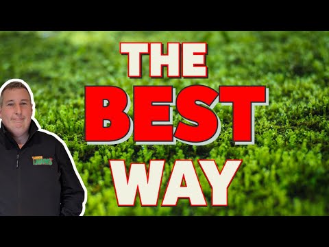 How to kill moss in a lawn | FAST and EASY