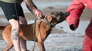 CJTF-HOA MWD team conducts water aggression training with a French Armed Forces MWD team