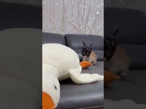 # Pet Tricks_#PetFails_#UnexpectedTalent_#funny