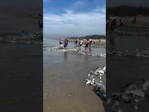 Tainha Jaguaruna litoral sul catarinense.