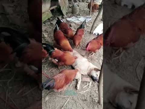 Chicken pulling ticks and fleas off dog! #shorts, animal kindness, shorts beta animals