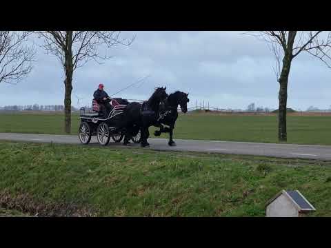 Stal Okkema's pair of Geldings - L: Fyte & R: Foeke