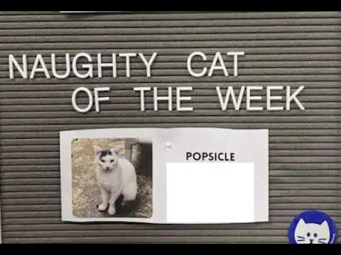 Cat of the Week