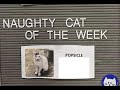 Cat Of The Week