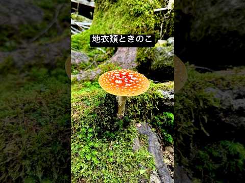 果樹のコケと地衣類：除去する必要がありますか?彼らの目標は何でしょうか？  庭園
