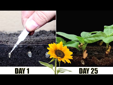 Sunflower growing time lapse - 25 days 4k #greentimelapse #gtl #timelapse