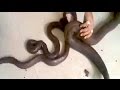 "Two-headed" snakes worth Rs 5 crores seized ...