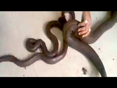 download lagu mp3 mp4 Mandool, download lagu Mandool gratis, unduh video klip Mandool