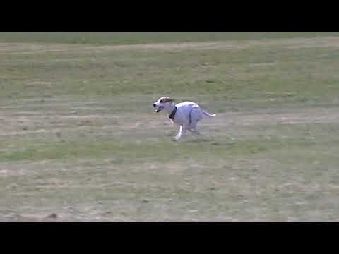 Roomlee - Lelkes Coursing Edzés - Tahitótfalu, 2018.04.14.