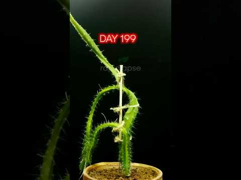 200 Days In 30 Seconds - Dragon Fruit Cactus Timelapse