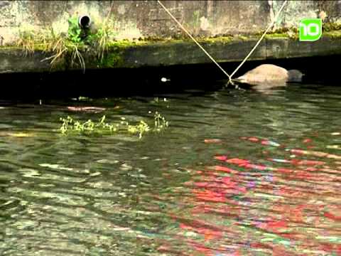 Lijk gevonden in haven Veghel