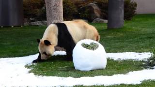 南紀白浜のビッグダディ永明パパに雪玉のプレゼント(のはずが…笑)  2017年2月14日バレンタインデーイベント