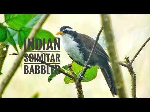 Šabľozob žltozobý (Pomatorhinus horsfieldii) — spev a hlas v prírode