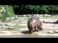 World S Biggest Fart The Hippo