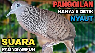 Download lagu Perkutut Lokal Gacor Suara Besar Pancingan Burung Perkutut Agar Cepat Bunyi. mp3 Download lagu Perkutut Lokal Gacor Suara Besar Pancingan Burung Perkutut Agar Cepat Bunyi. mp3