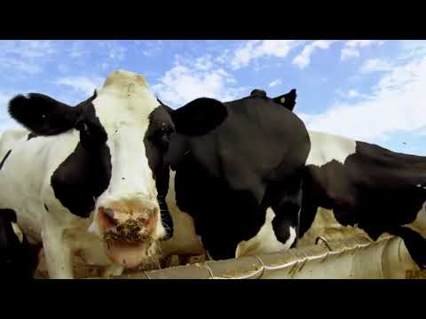 Cooperativa tambera: crecimiento y actualidad de "Las Cañitas" en El Tío (Córdoba)