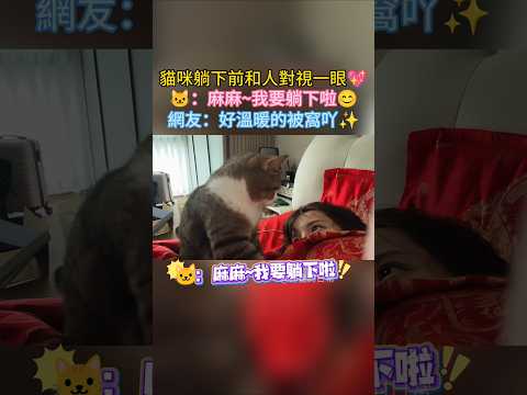 貓咪睡覺前和人對視一眼 🐱：麻麻 我要躺下啦😊 網友：好暖的一幕❤️💖 #cat #cute #shorts #healing #cutecat