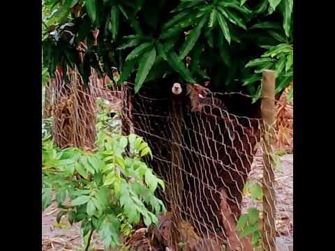 Sagui da cara branca em Divino das Laranjeiras MG