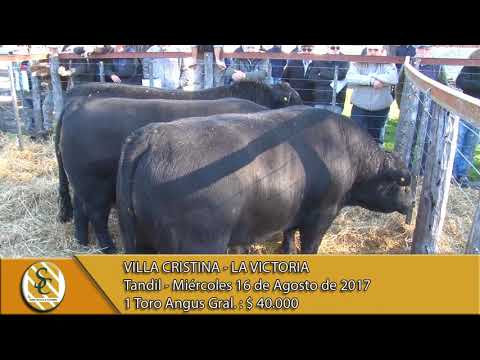 16-08-17 Venta de Toros Angus - La Victoria y Villa Cristina - Tandil.