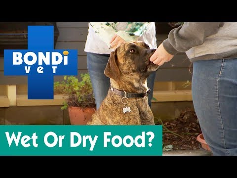 How Much Wet And Dry Food For A Dog? | Ask Bondi Vet