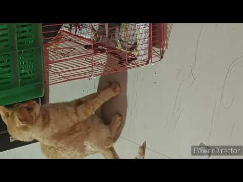 #bengaluru #cat so Masoom video#naseema block laddu 🐈😺