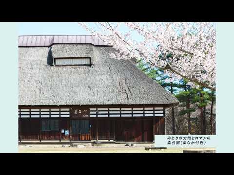 東北町の桜ダイジェスト| Cherry Blossoms in Tohoku Town2026