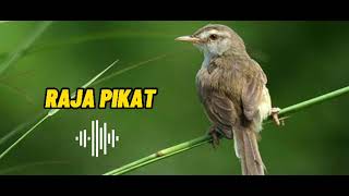 Download lagu Suara pikat prenjak klik | RAJA PIKAT AMPUH 100% mp3