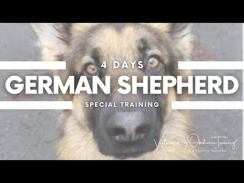 Victoria Dog Obedience Training video.