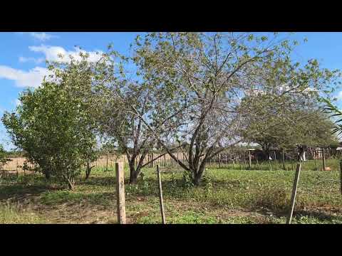 Arraga, Santiago Del Estero