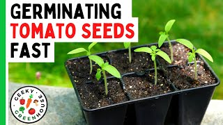 Germinating Tomato Seeds FAST - No More Failed Seeds!