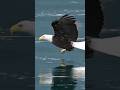 Bald Eagle Caught in Perfect Moment Predatory Moment