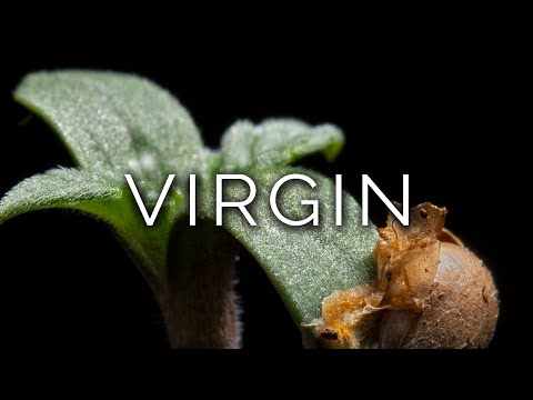 1338-IT Simona, VIRGIN - Ipnosi Esoterica ∞ Lucio Carsi