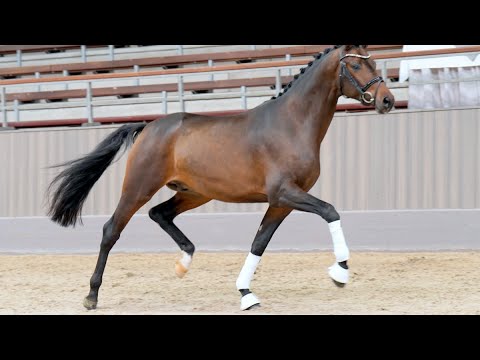 Kap Verde *2021 v. Helium- Trakehner Hengstmarkt 2023