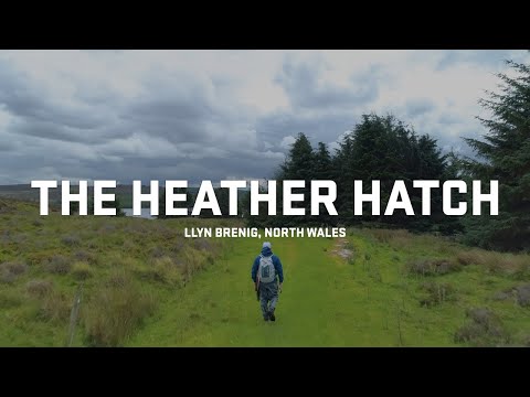 The Heather Hatch - DRY FLY FISHING HEAVEN | Llyn Brenig North Wales
