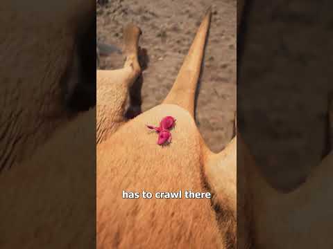 What Happens After A Kangaroo Is Born? 😮