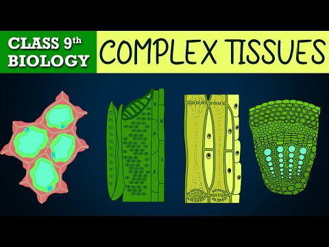 #Tissues part-4 (Animated) | COMPLEX PERMANENT | CBSE CLASS 9 | Biology Chapter-6 | NCERT Science